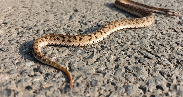 rắn hổ đất 22