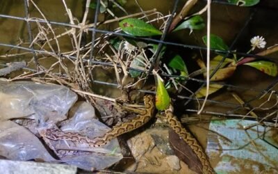 Rắn hổ đất có nguy hiểm không? Giá trị và công dụng cần biết