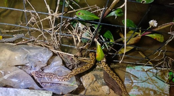 rắn hổ đất 23