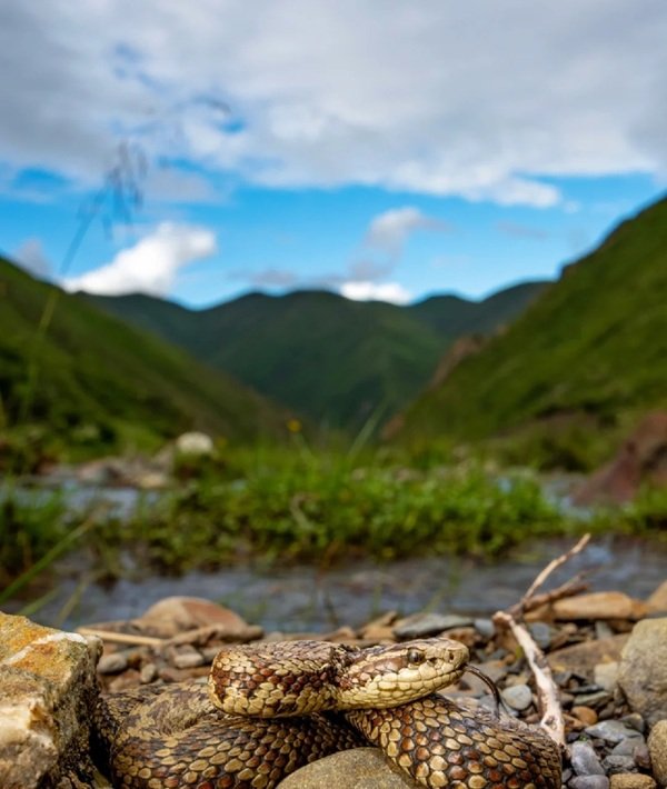 rắn hổ đất 24