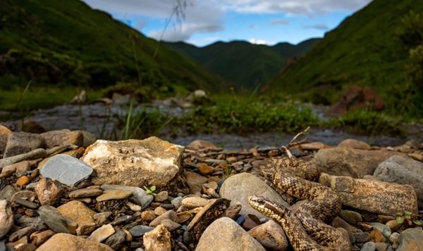 rắn hổ đất 25