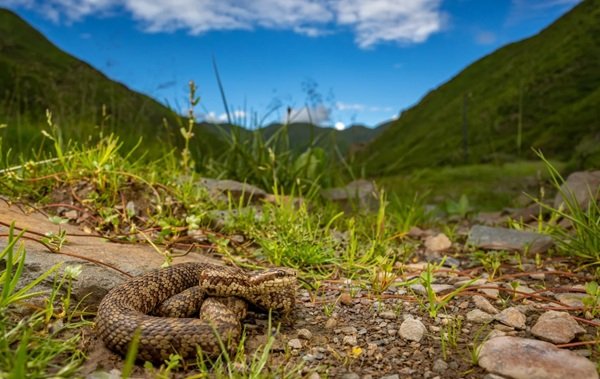 rắn hổ đất 26