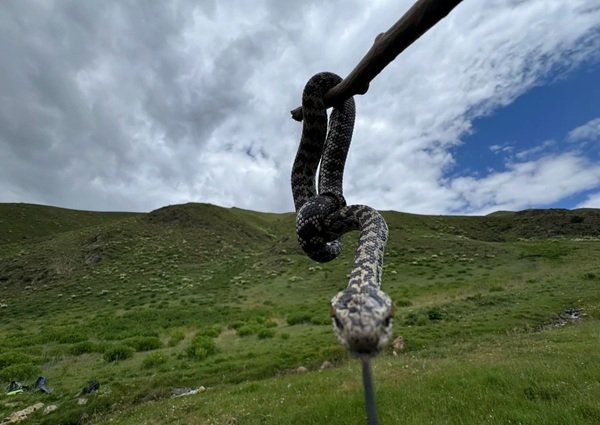 rắn hổ đất 27