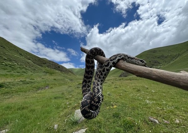 rắn hổ đất 28