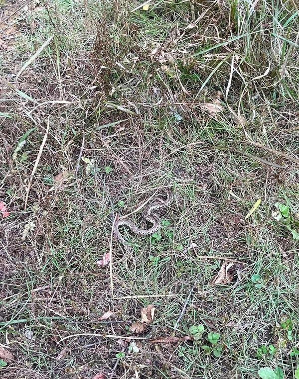 rắn hổ đất 29