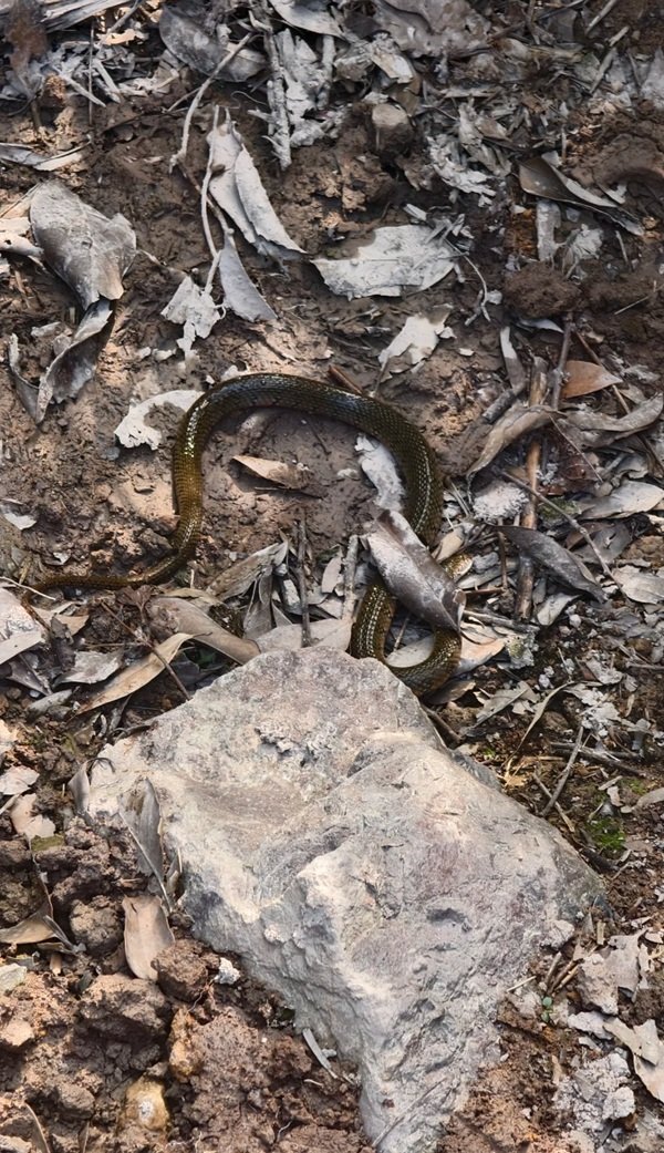 rắn hổ đất 6