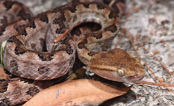 rắn hổ đất 9