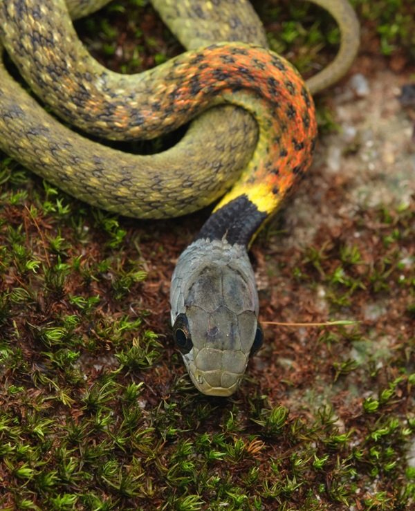 rắn hổ lửa 14