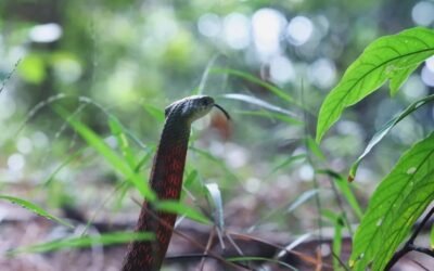 Rắn hổ lửa là loài rắn gì? Có nguy hiểm và ăn được không?