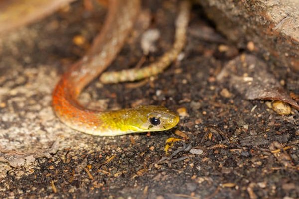 rắn hổ lửa 5