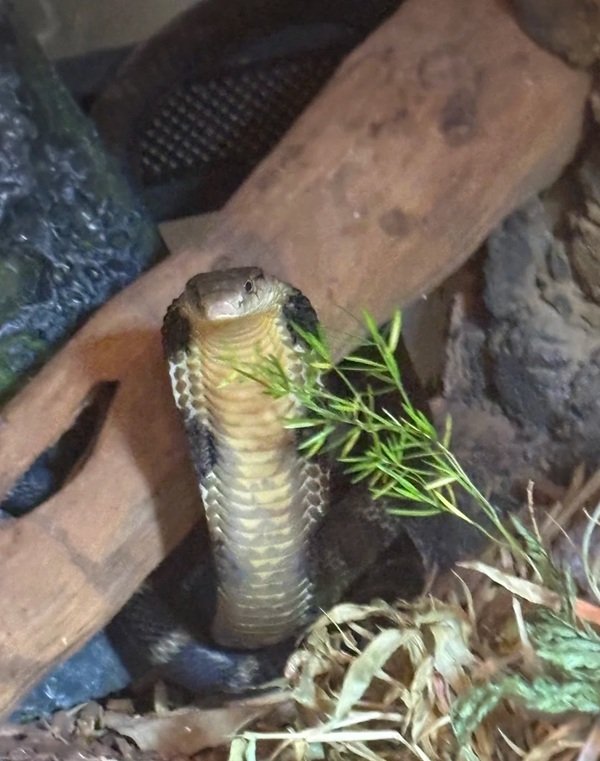 rắn hổ mang bành 1
