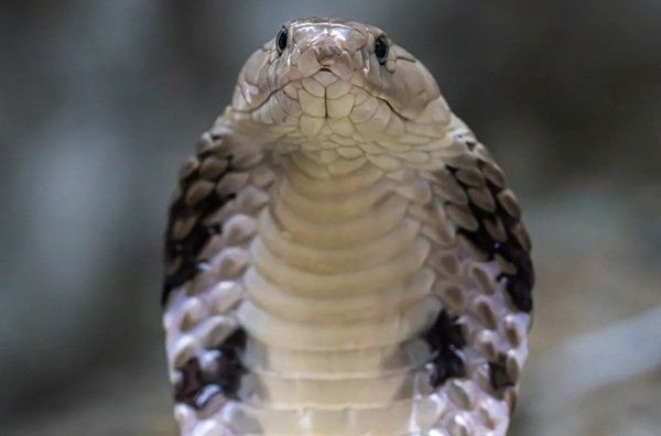 rắn hổ mang bành 16