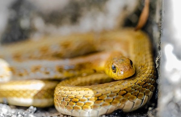 rắn hổ mang bành 17