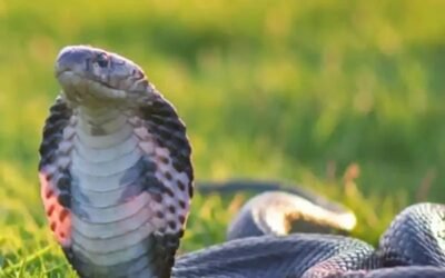 Rắn hổ mang bành: Sự thật về loài rắn phùng mang cực nguy hiểm