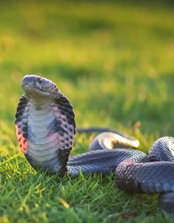 rắn hổ mang bành 18