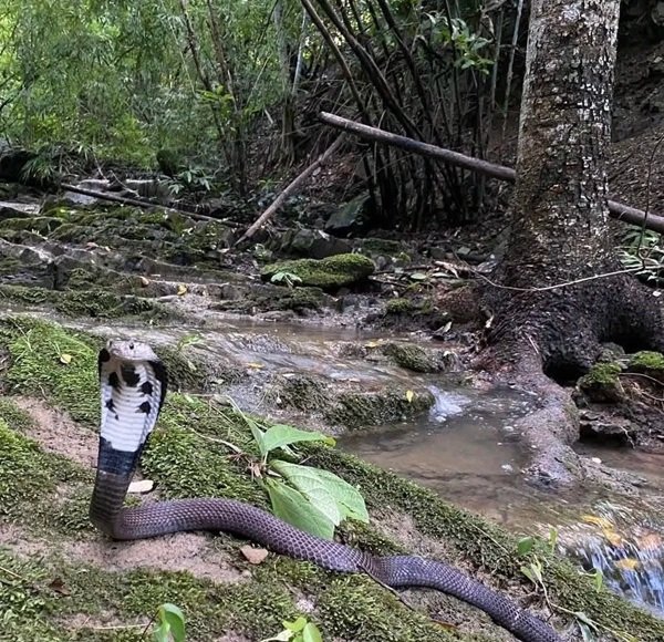 rắn hổ mang bành 19