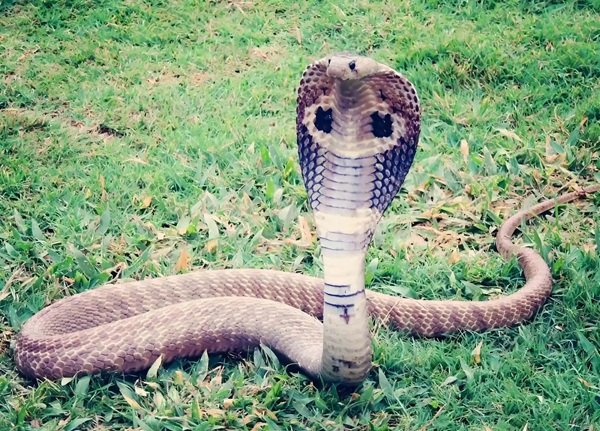 rắn hổ mang bành 2