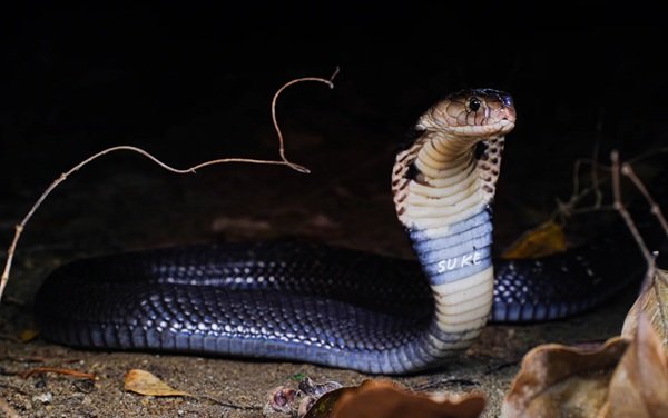 rắn hổ mang bành 20