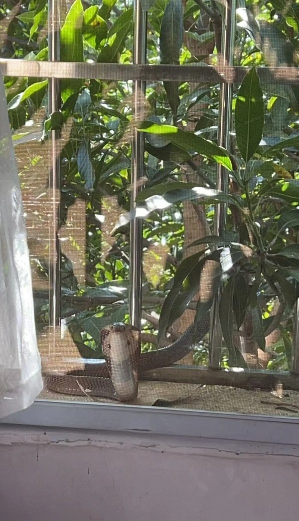 rắn hổ mang bành 22