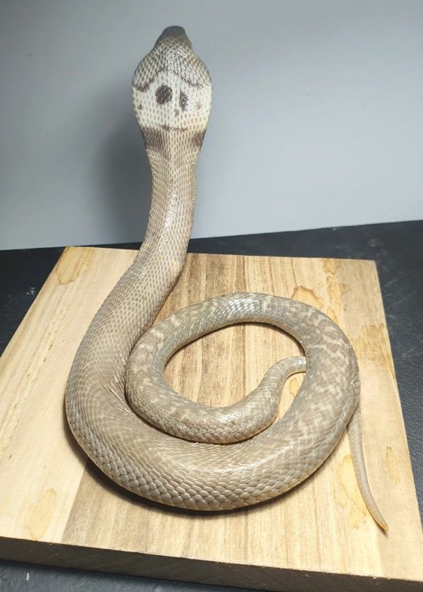 rắn hổ mang bành 23