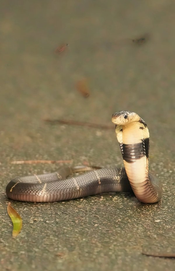 rắn hổ mang bành 24