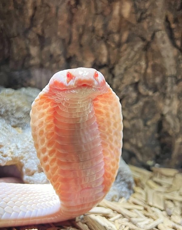 rắn hổ mang bành 25