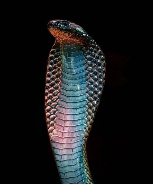 rắn hổ mang bành 26