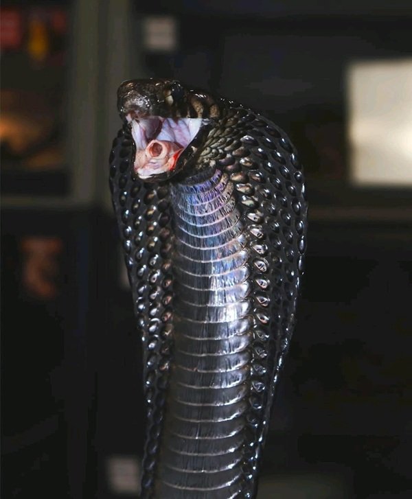 rắn hổ mang bành 27