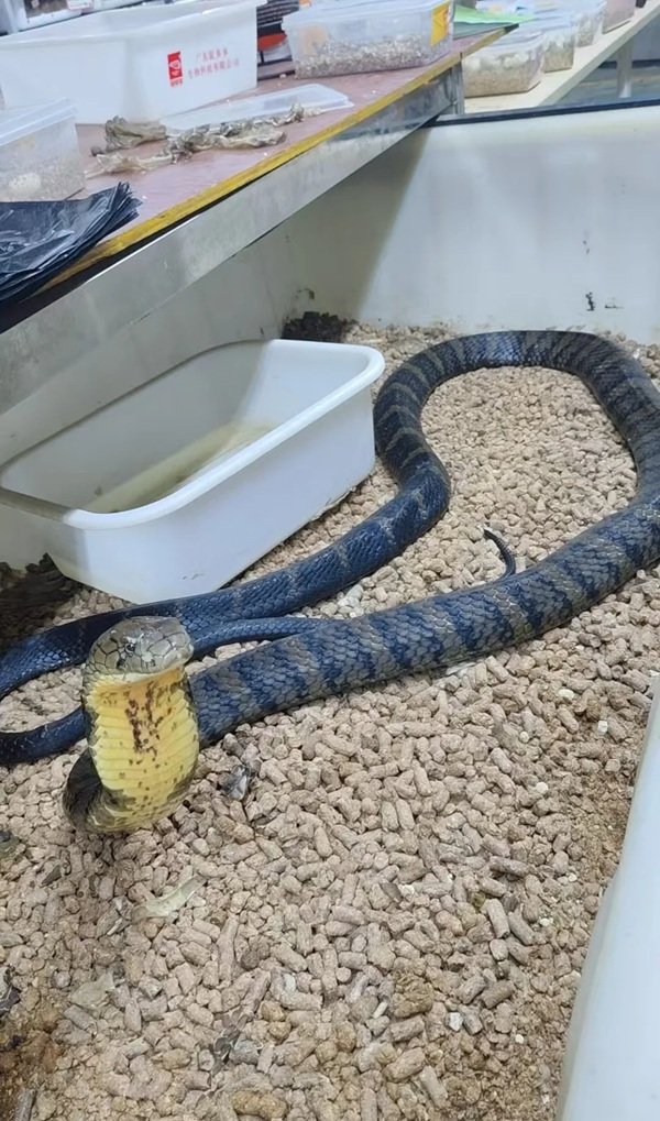 rắn hổ mang bành 28