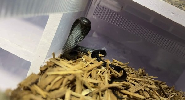 rắn hổ mang bành 29