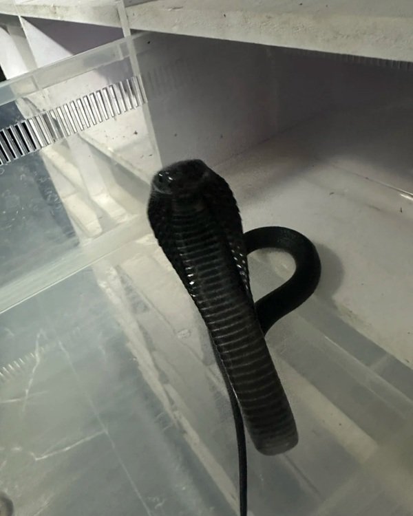 rắn hổ mang bành 30