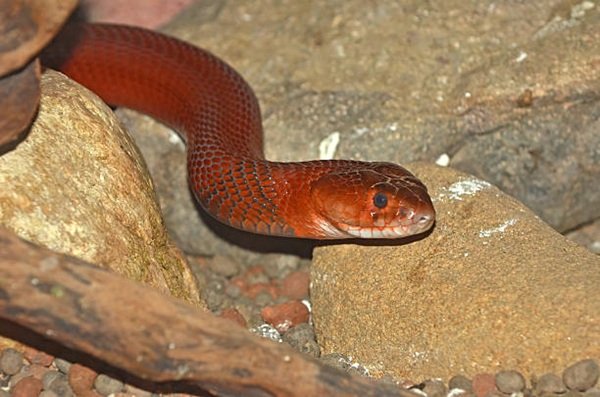 rắn hổ mang bành 4