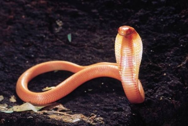 rắn hổ mang bành 6