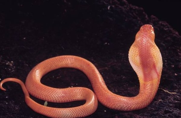 rắn hổ mang bành 7