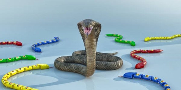 rắn hổ mang bành 9