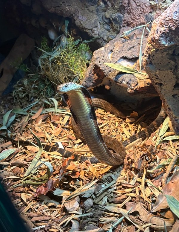 rắn hổ mang chì 1