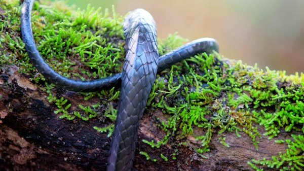 rắn hổ mang chì 10