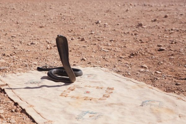 rắn hổ mang chì 11