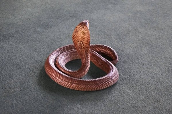 rắn hổ mang chì 12