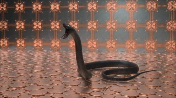 rắn hổ mang chì 13