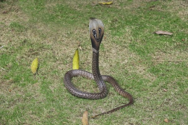 rắn hổ mang chì 14