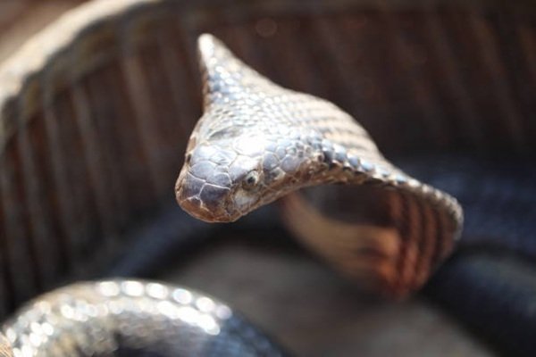 rắn hổ mang chì 15