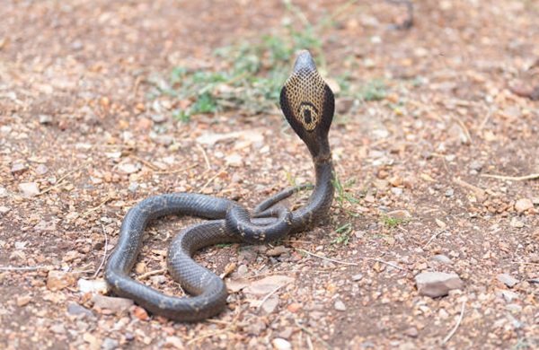 rắn hổ mang chì 16
