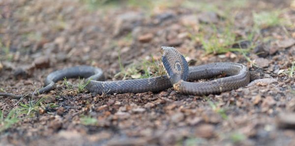 rắn hổ mang chì 17