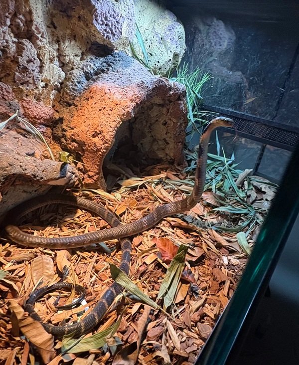 rắn hổ mang chì 2