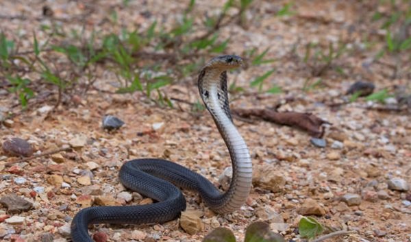 rắn hổ mang chì 21