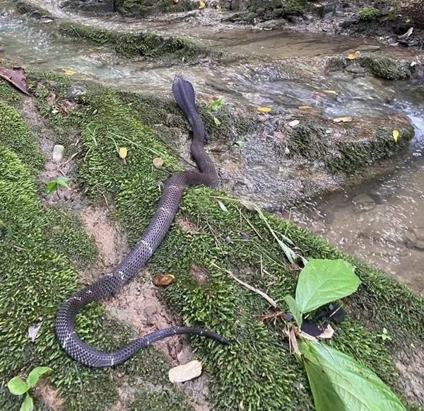 rắn hổ mang chì 24