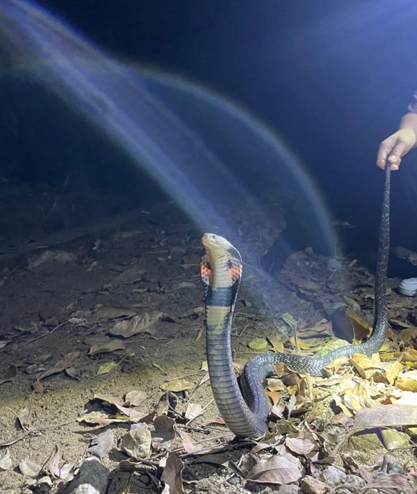 rắn hổ mang chì 25