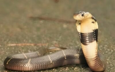 Rắn hổ mang chì: Đặc điểm nhận dạng và mức độ nguy hiểm