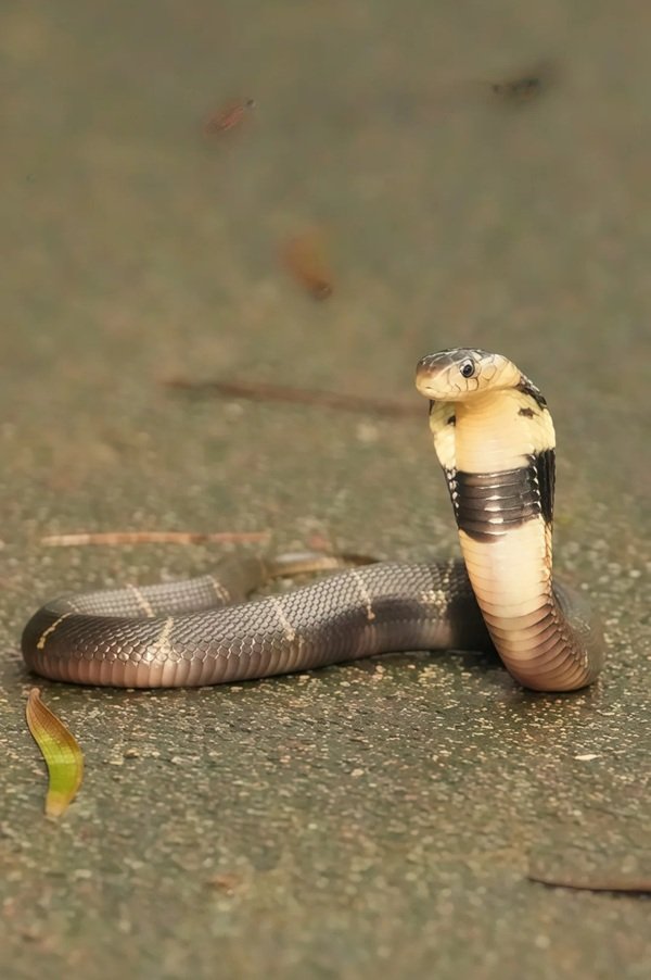 rắn hổ mang chì 26